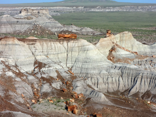 petrified logs in the hills at Blue Mesa Overlook